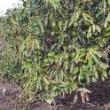 avocado drought canopy