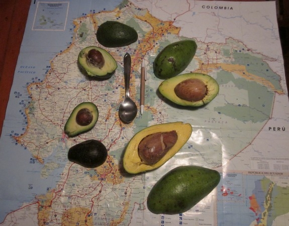 avocado vars