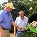 UCCE farm advisor Kevin Day and Tulare County farmer George McEwen looking at new growth on citrus trees.