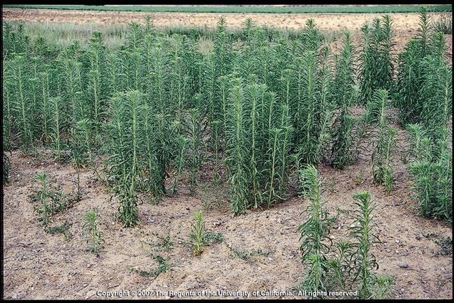 horseweed mature