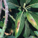 avocado leaf sunburn