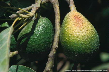 avocado fruit sunburn