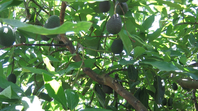 avocado interior fruit