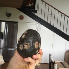 avocado body rot1