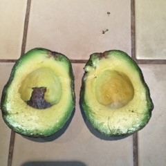 avocado body rot2