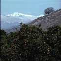 citrus and mountains