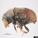 olive bark beetle adult