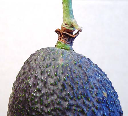 avocado ring neck