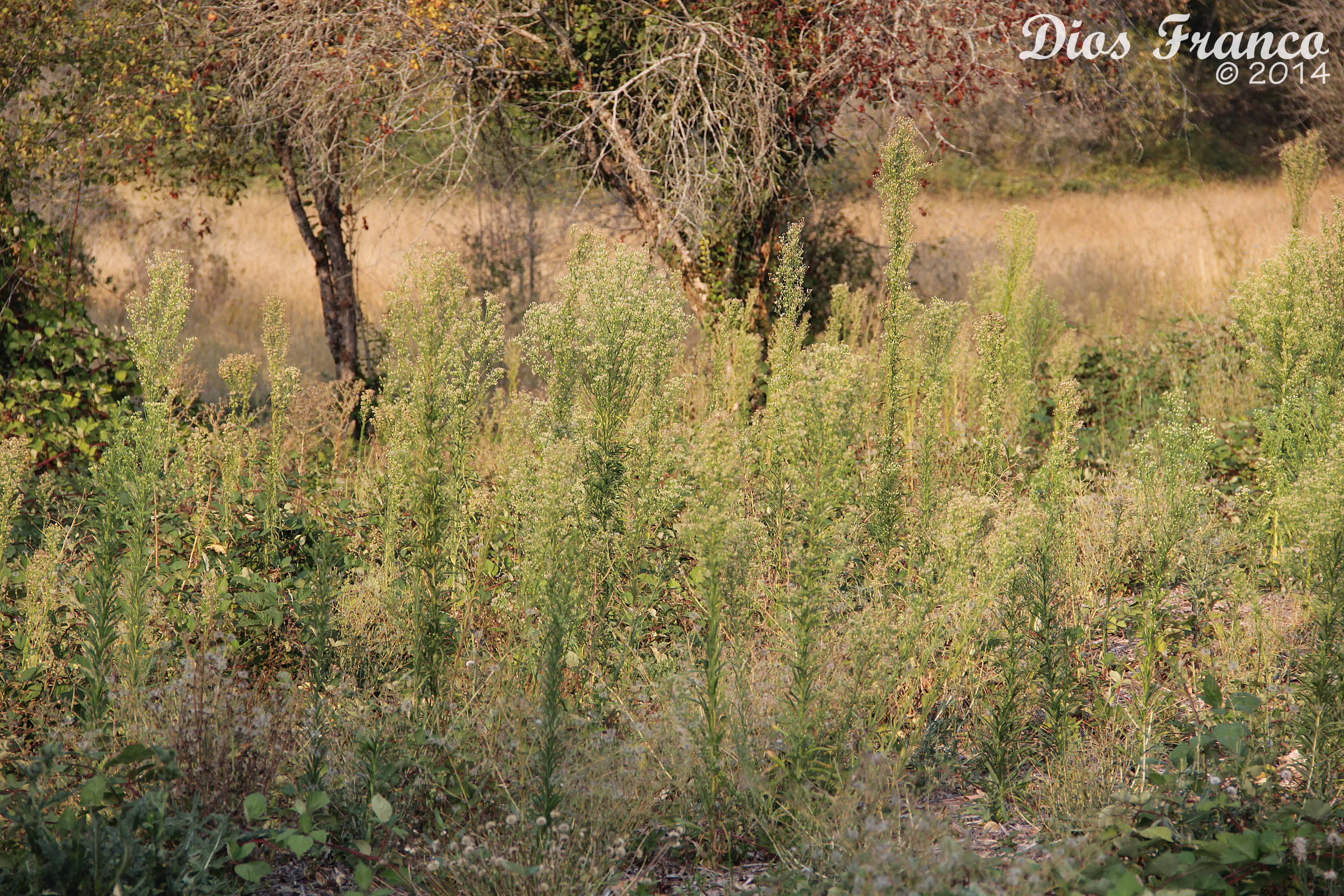 Glyphosate-resistant tumbleweed discovered in NE Oregon, Oregon