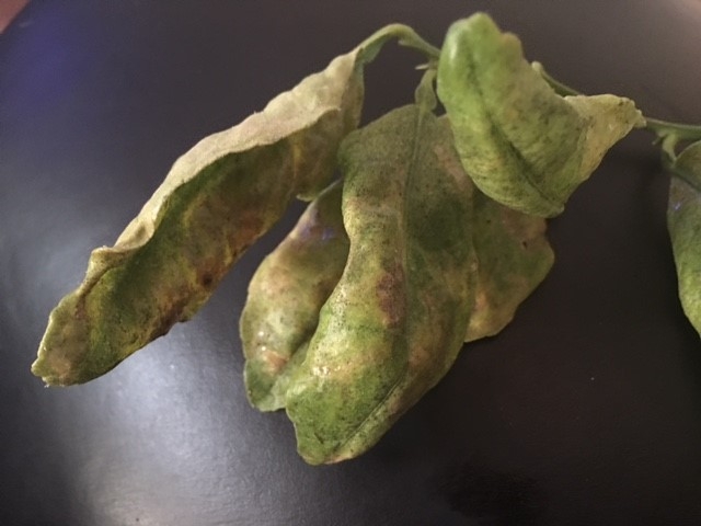 leafminer dried leaf