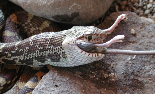 Gopher Snake eating a roof rat