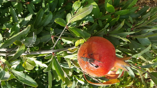 leaffooted bug pomegranate