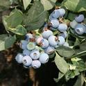 Blueberry fruit