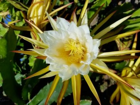pitahaya flower