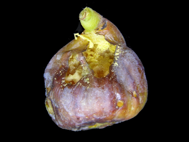 damaged fig