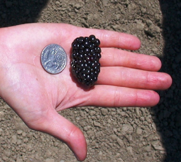 blackberry 2