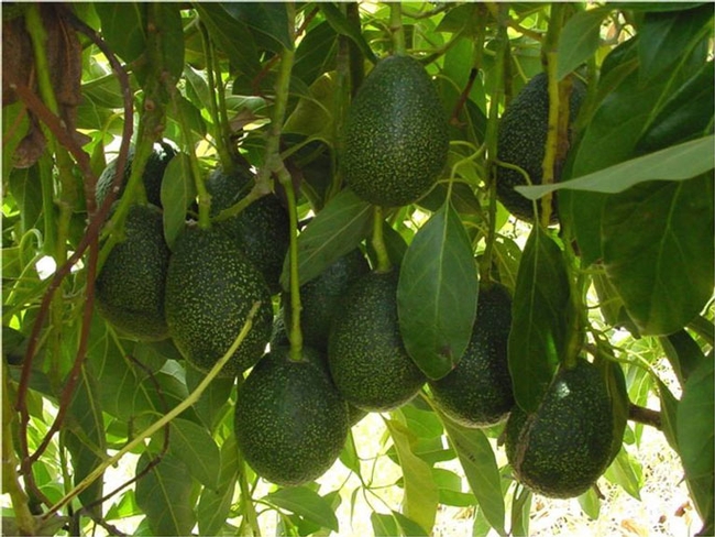 avocado cluster