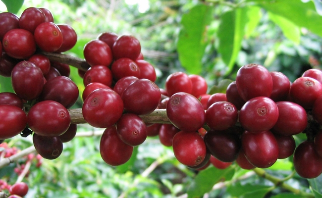 coffee fruit