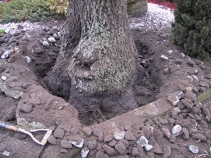 buried tree trunk
