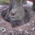 buried tree trunk