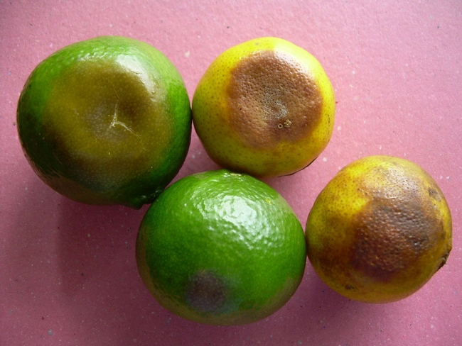 citrus brown rot mandarin