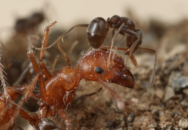 argnetine ant attacking opponent ant