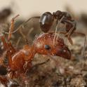 argnetine ant attacking opponent ant
