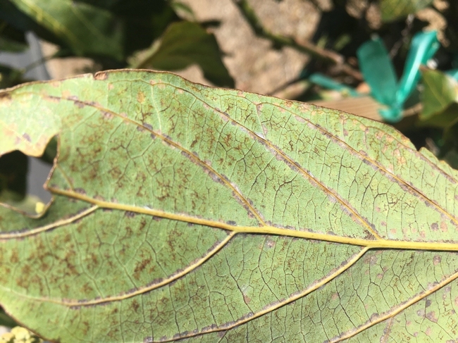 avocado flowering persea