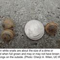 Italian white snails size