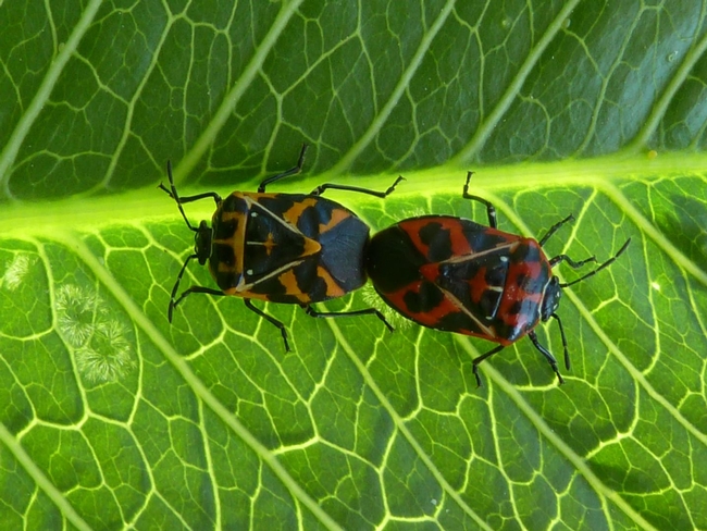 stink bugs mating