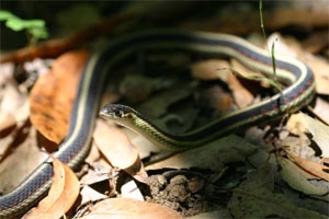 garter snake