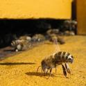 honeybee at hive