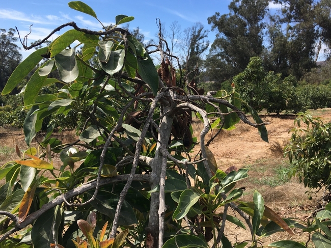 heat damaged tree