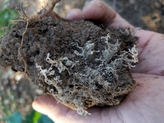 mycorrhizal inoculation