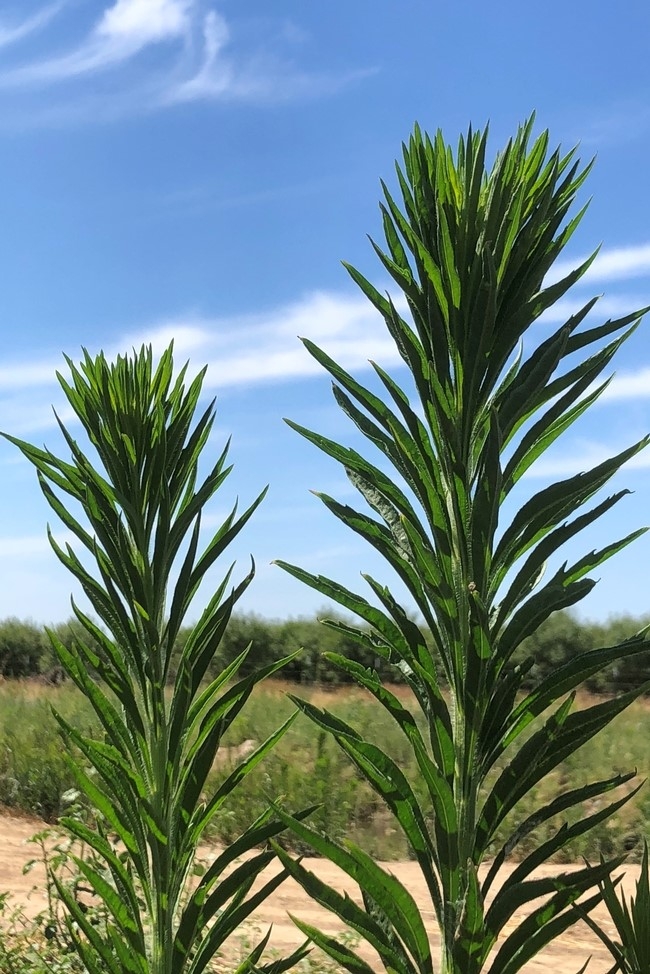horseweed bolting