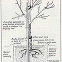 planting diagram gravel