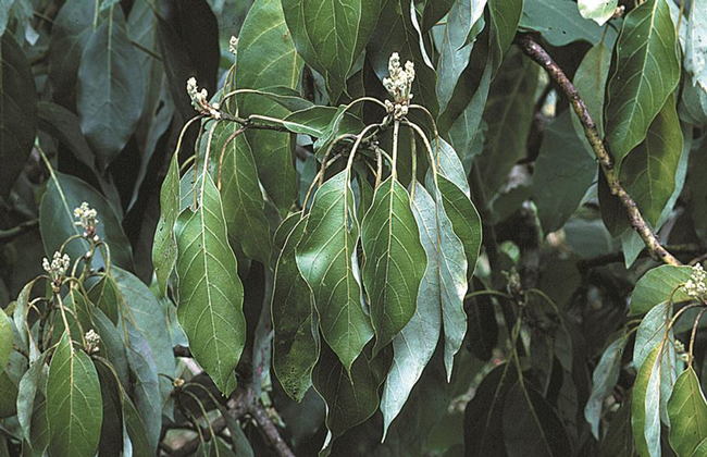 avocado flagging leaves
