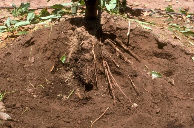 avocdo root rot big roots