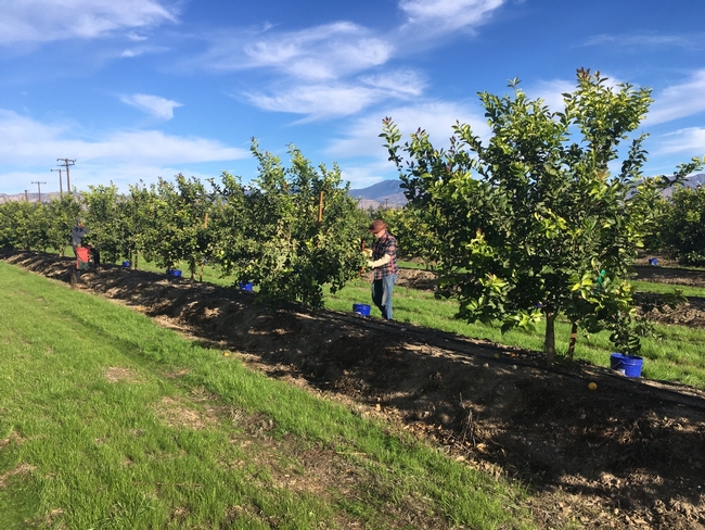 lemon rootstock trial with cover crop