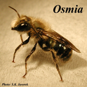 Osmia