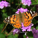 painted lady