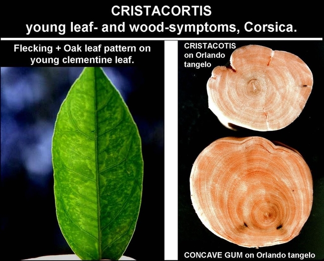 citrus cristacortis