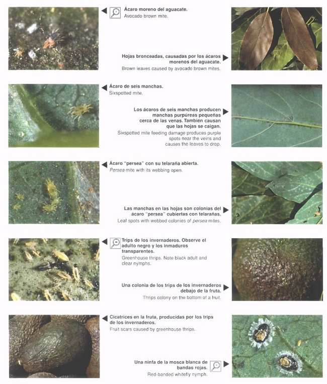 avocado pest sheet