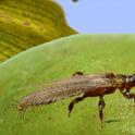 thrips carrying pollen