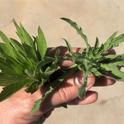 horseweed and fleabane compare