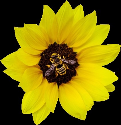 bee on marigold