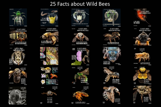 bee facts poster