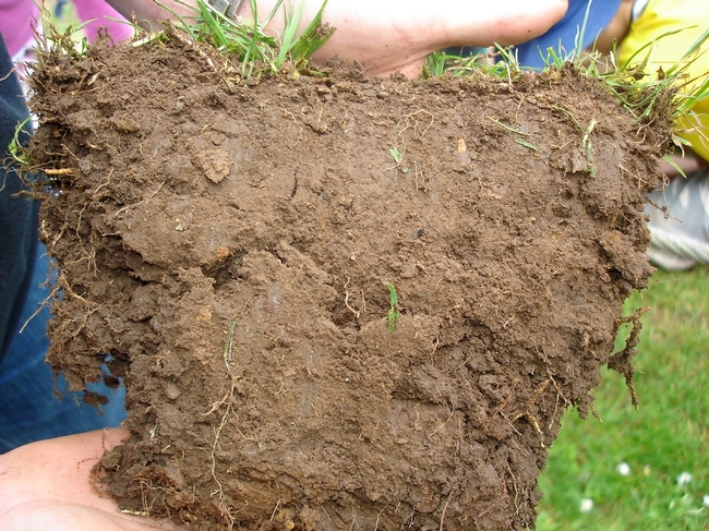 soil pores