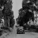 eucaplyptus drive 1930 Hogg, Auto Club C. CA