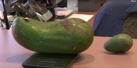 avocado fruit 6 pounds